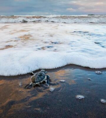 El Desove de las Tortugas